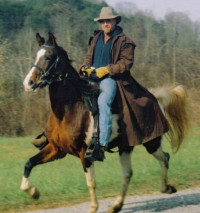 Ameriki jahai konj [Kentucky Saddler] Kentuc13