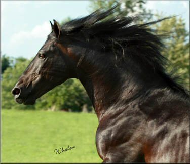 frizijski konji Legado10