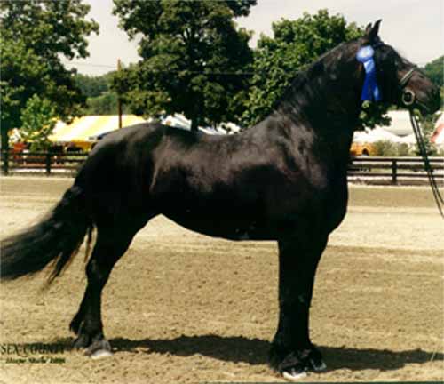 Frizijski konj Mare-h10
