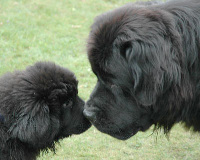 Newfoundland Meetin10