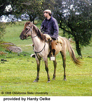 Sorraia horse Sorra110