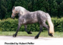 Byelorussian Harness Horse Byello11