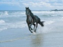 Konji na plai Horse-10