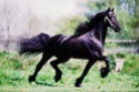 frizijski konji Trotti10