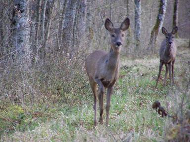 chute y'a bambi qui dore. Chevre11