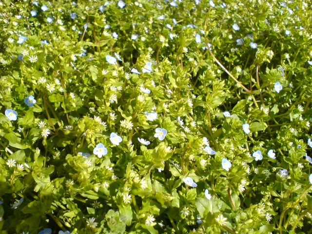 Les premières fleurs de l'année... Fleurs10