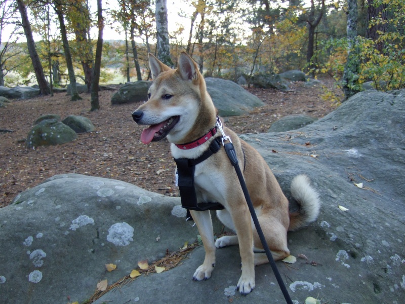 Hayato Shiba de 9 mois adoptable sous contrat Akita Home Dscf2713