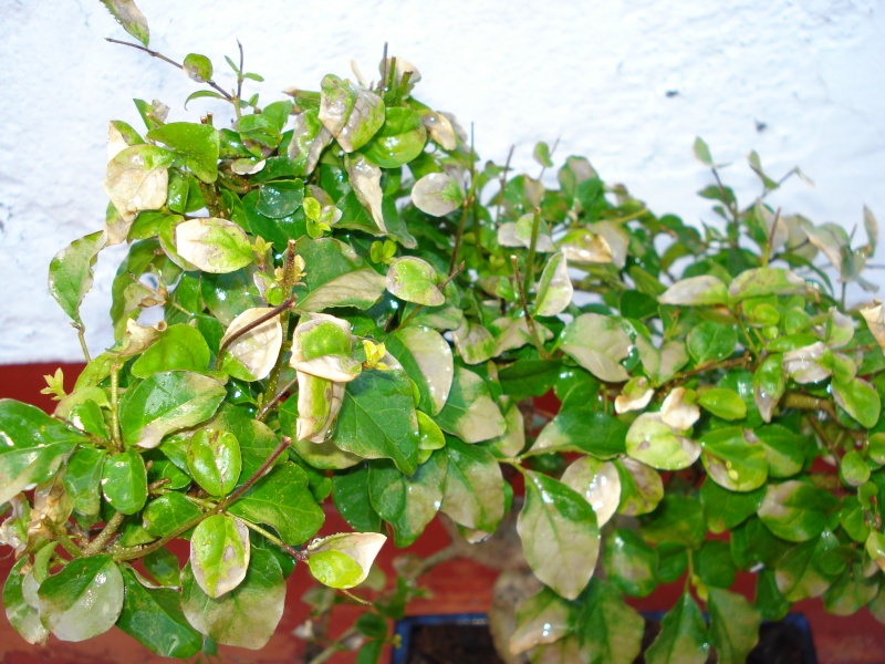 LIGUSTRUM   S.O.S. Dsc00210