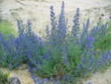 identification plantes milieux sableux Photo_26