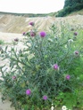 identification plantes milieux sableux Photo_38