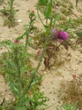 identification plantes milieux sableux Photo_40