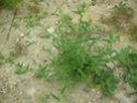 identification plantes milieux sableux Photo_42