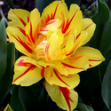 Un nom de fleur... Tulipe10