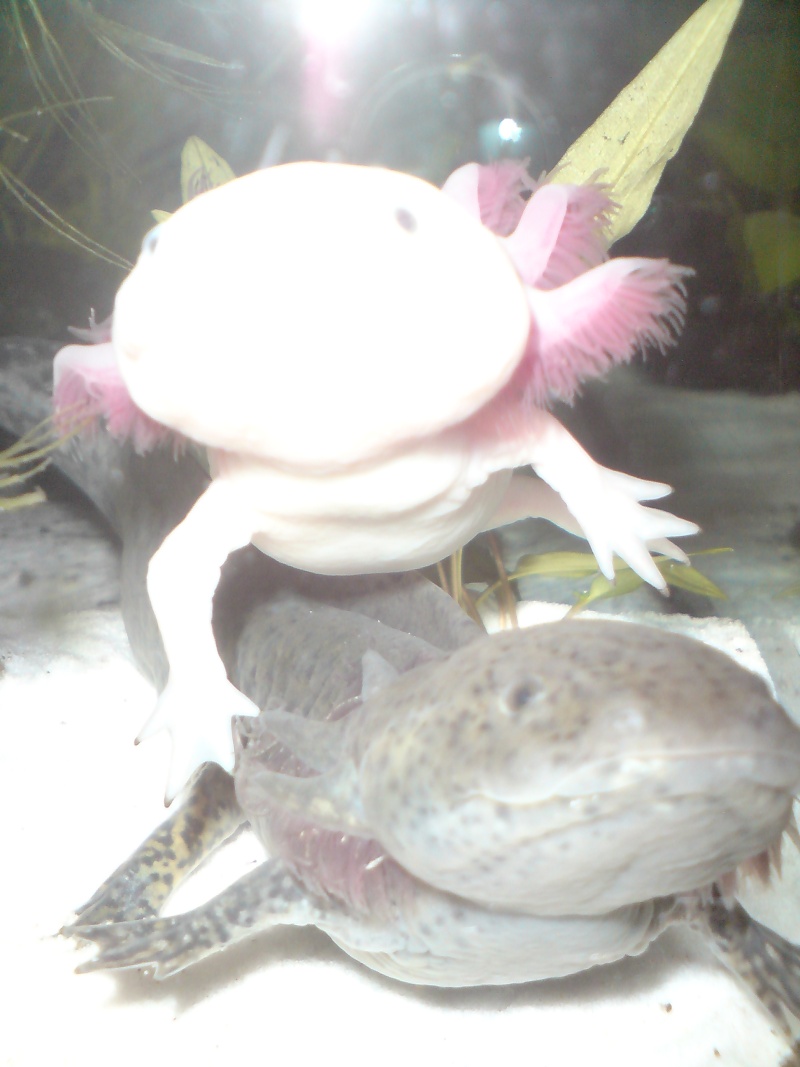 Urgent au secours je suis envahi d'axolotl Dsc00825