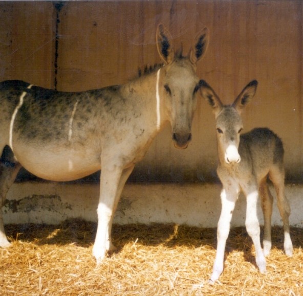 El alfabeto en imágenes - Página 27 Burros10