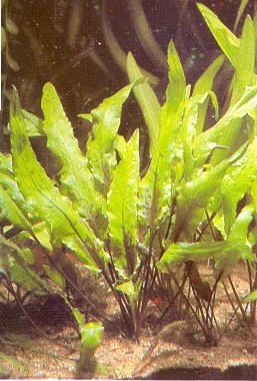 Cryptocoryne walkeri Crypto15