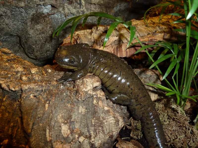 Ambystoma mavortium diaboli - Page 4 P1020013