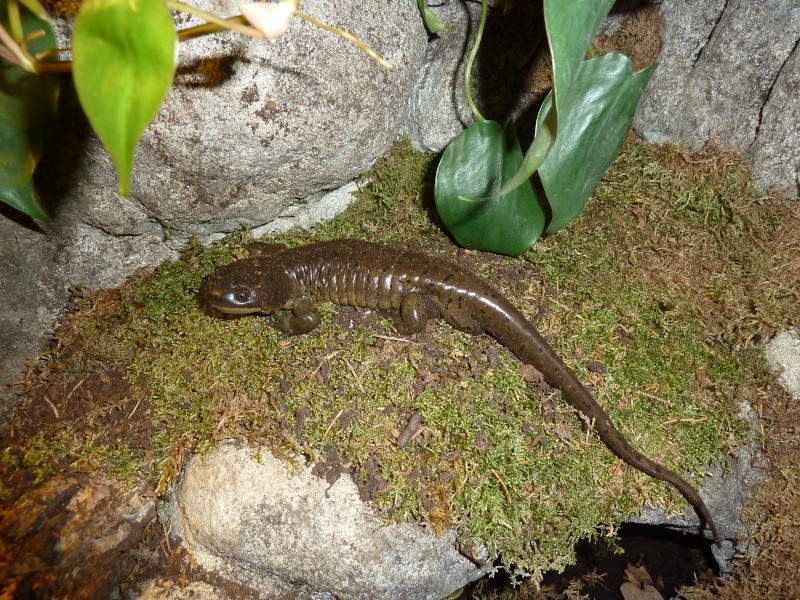 Ambystoma mavortium diaboli - Page 4 P1020315