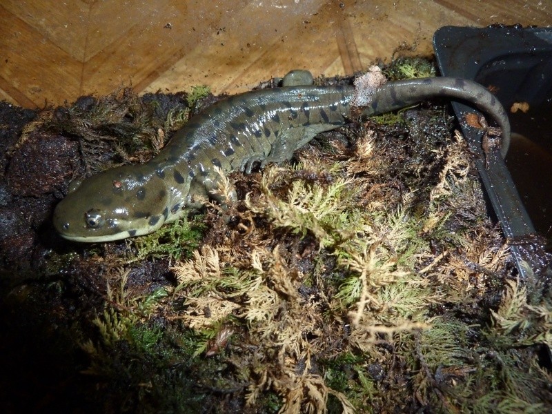 Ambystoma mavortium diaboli - Page 4 P1020316