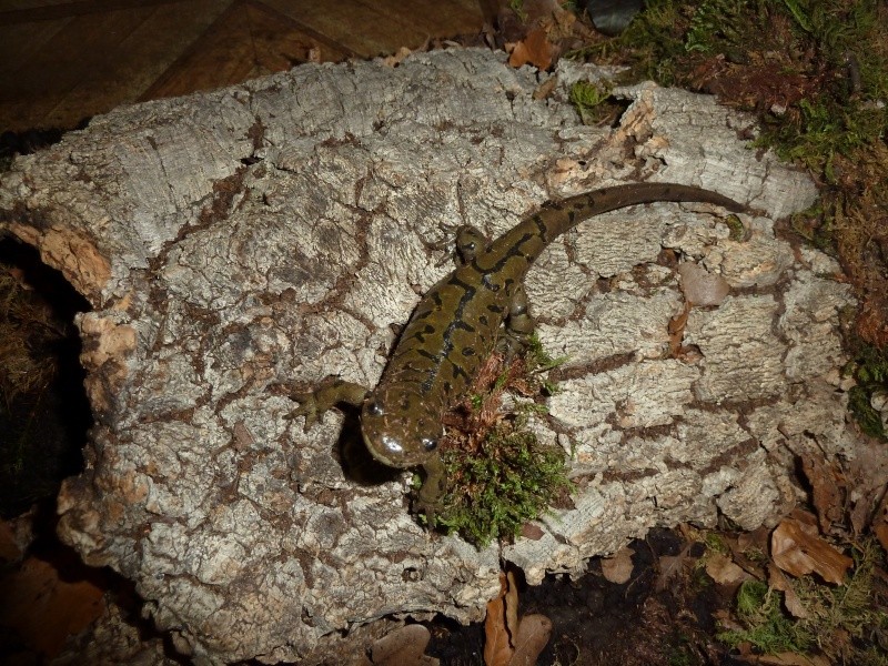 Ambystoma mavortium diaboli - Page 4 P1020317