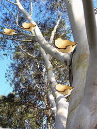 Koala    (conte australien) Eucaly11