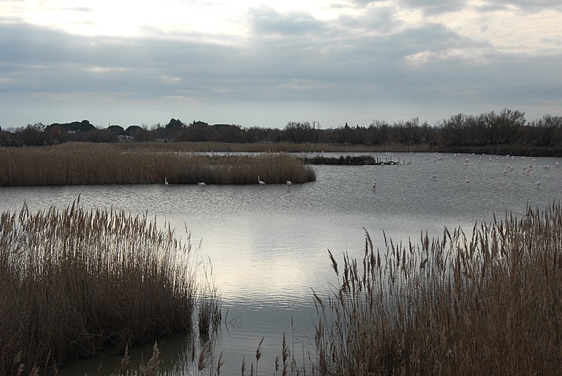 La Camargue Dsc_0050