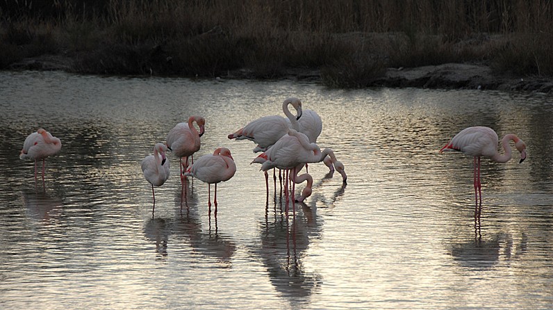 La Camargue Dsc_0051