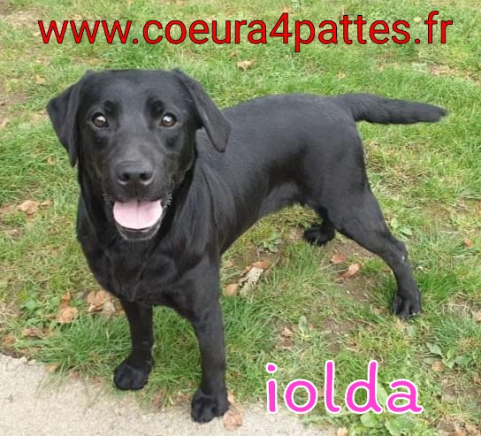 Iolda  - femelle - labrador  2021-111