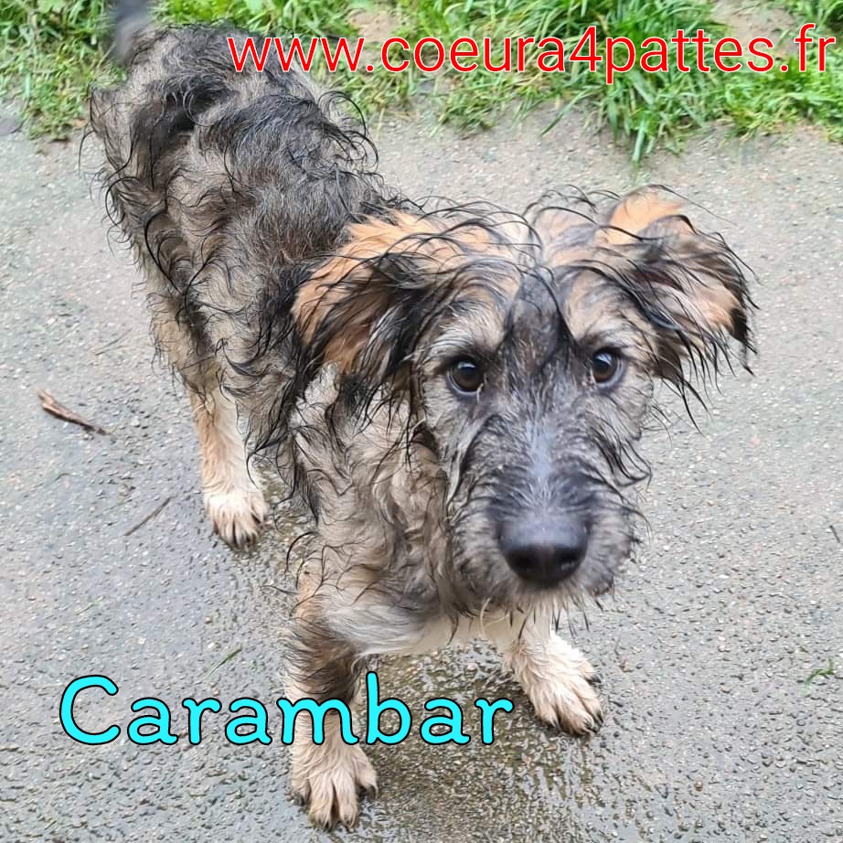 Carambar - chiot mâle de Roumanie  2021-144