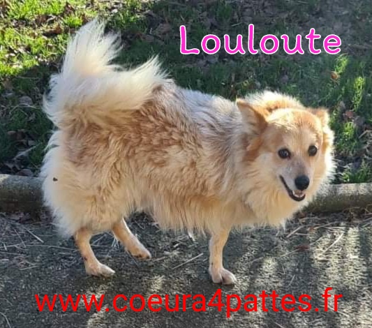 Louloutte  - femelle  - spitz  2022-016