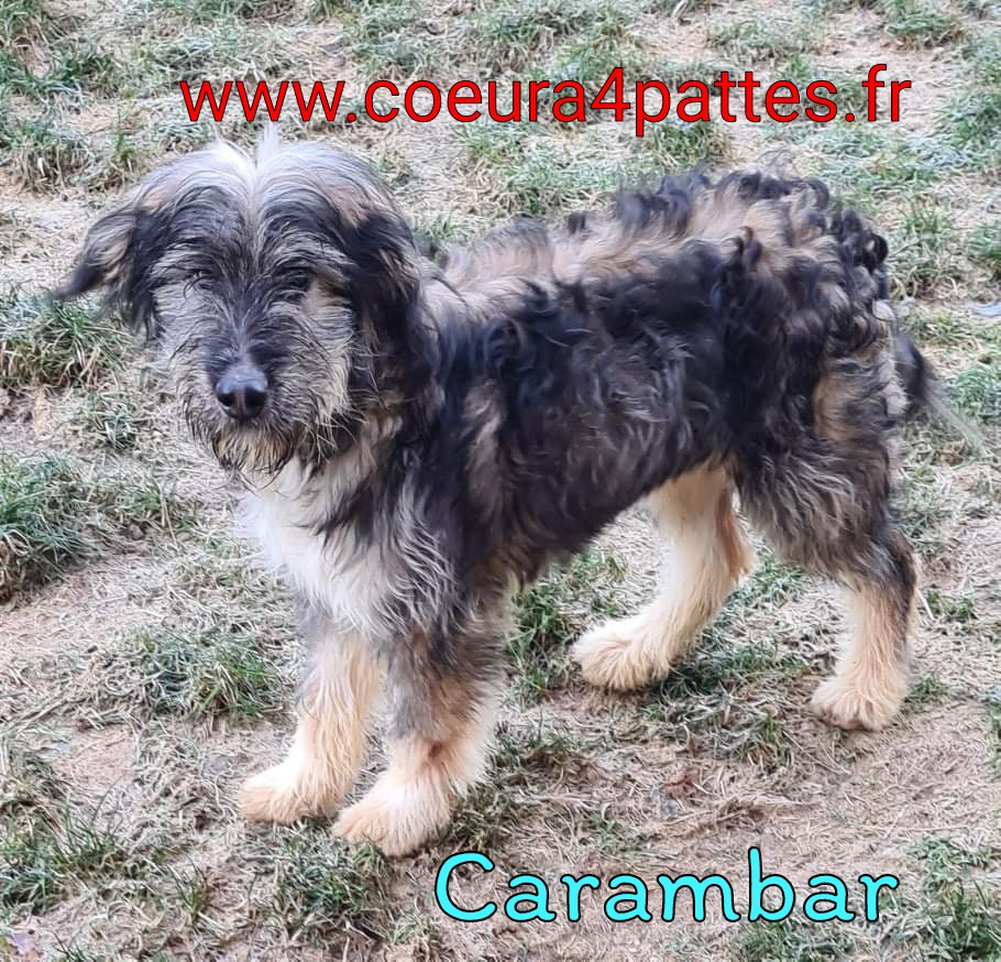 Carambar - chiot mâle de Roumanie  2022-018