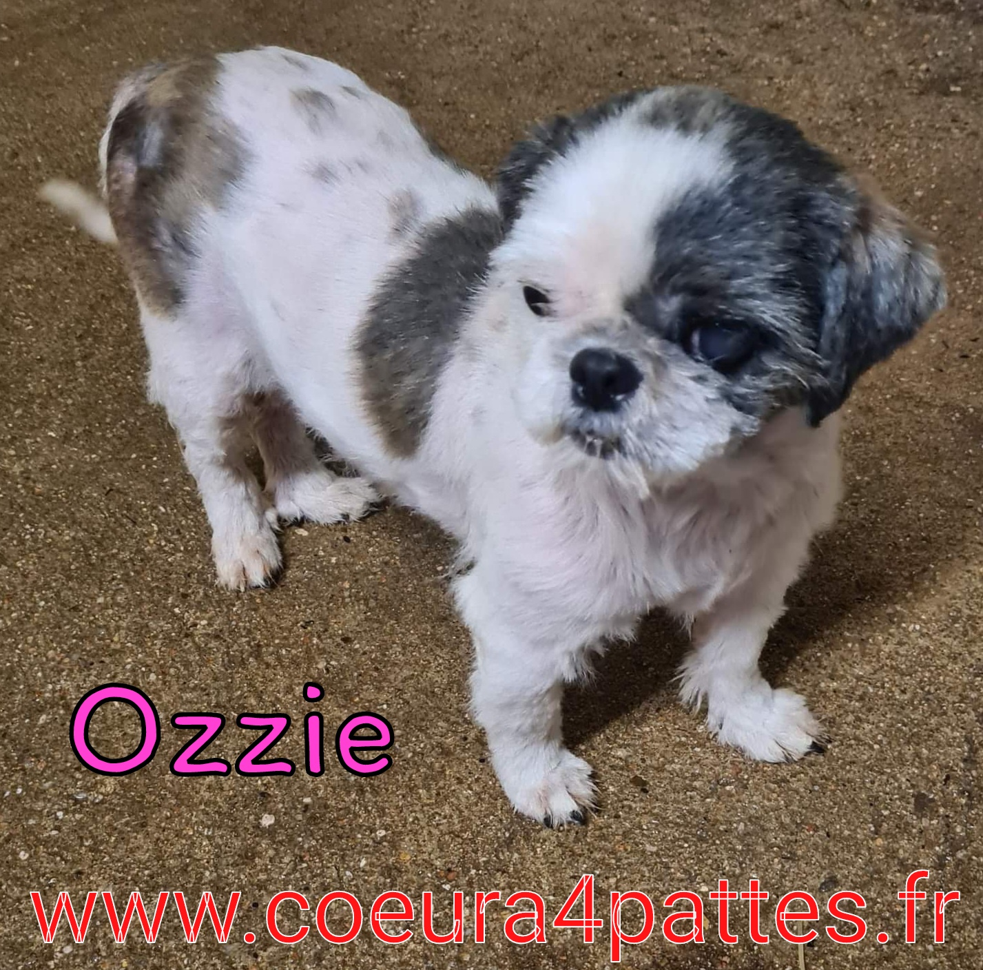 Ozzie - femelle  - shih tzu  2022-029