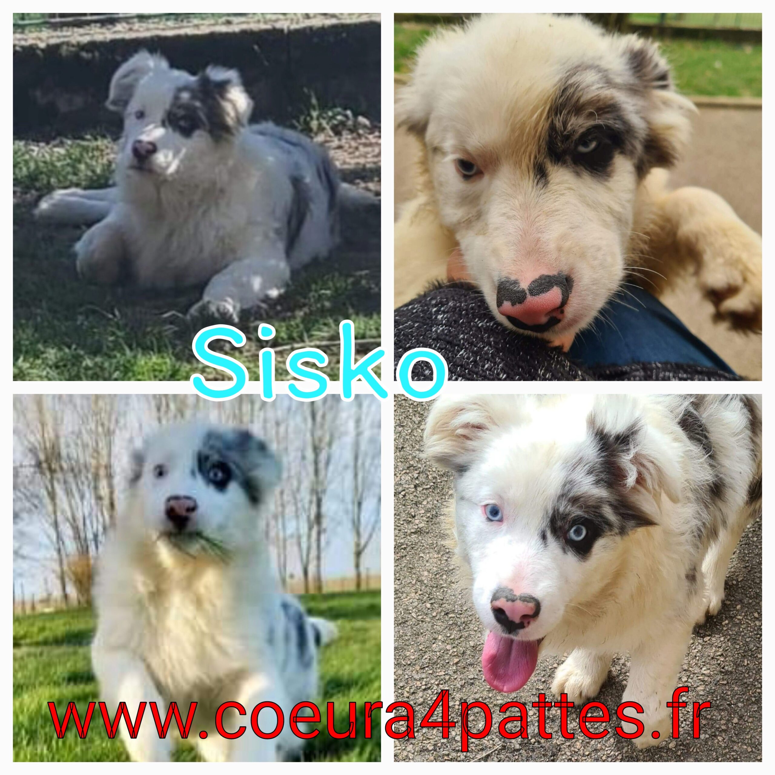 Sisko - mâle - border collie 2022-033