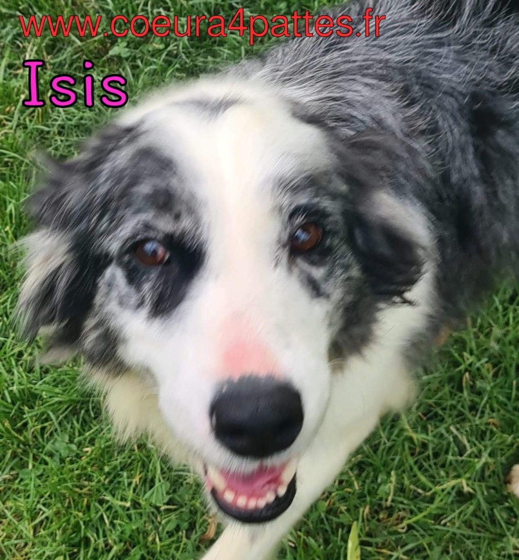 Isis - femelle  - border collie  2022-047