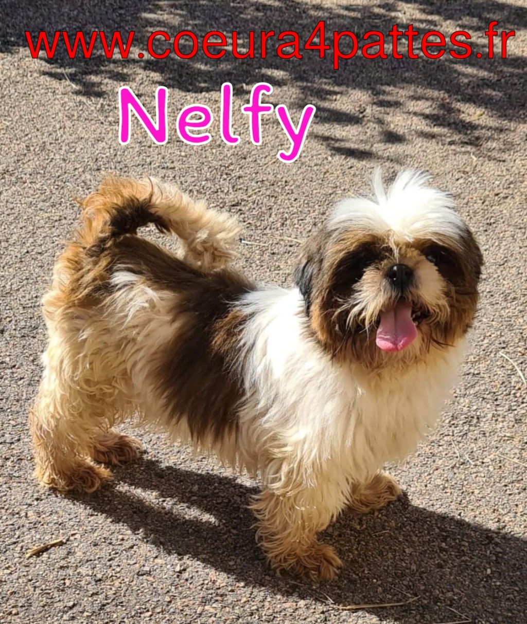 Nelfy - femelle  - shih tzu  2022-057