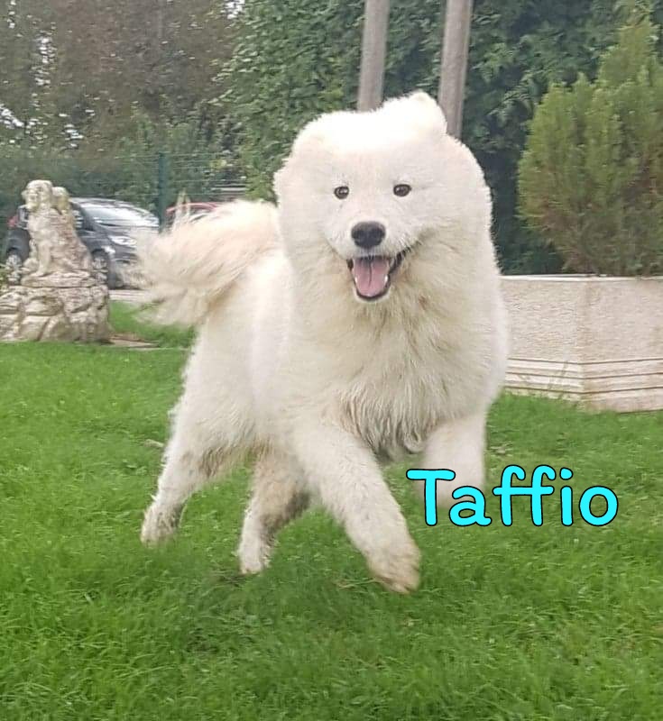 Taffio  - mâle  - Samoyéde  2022-087