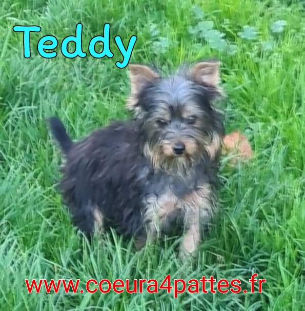 Teddy - mâle  - yorkshire  2022-115