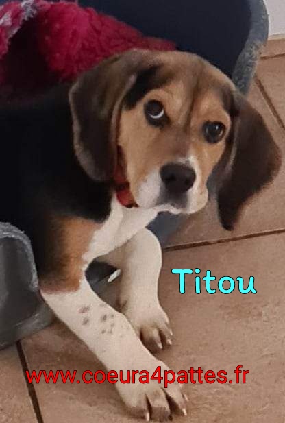 Titou - mâle  - beagle  2023-010