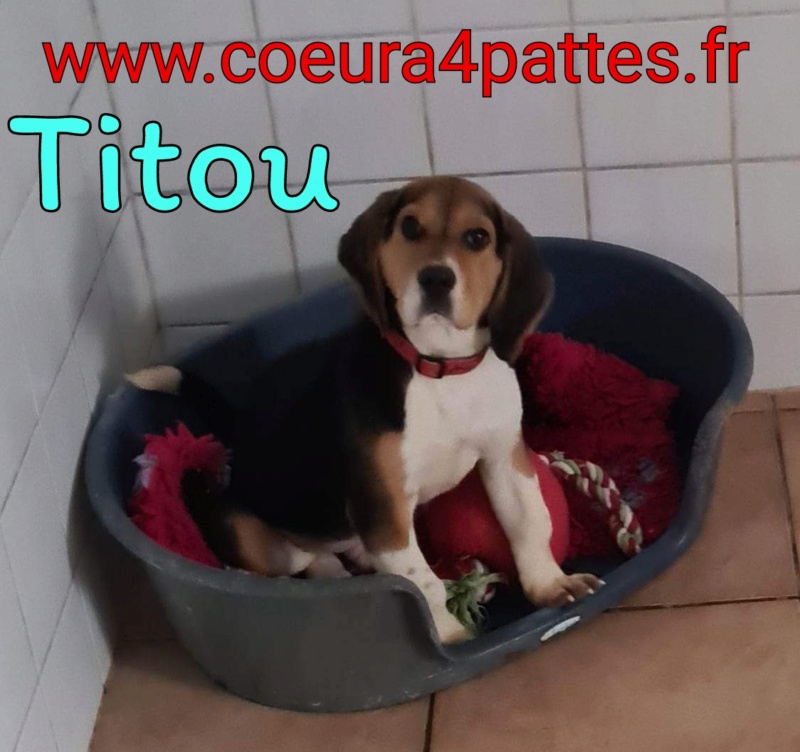 Titou - mâle  - beagle  2023-011
