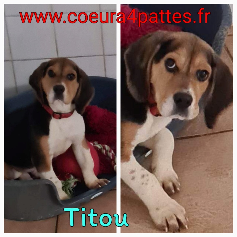 Titou - mâle  - beagle  2023-012