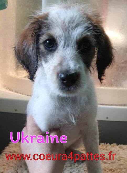Ukraine - chiot femelle - croisée griffon 2023-023
