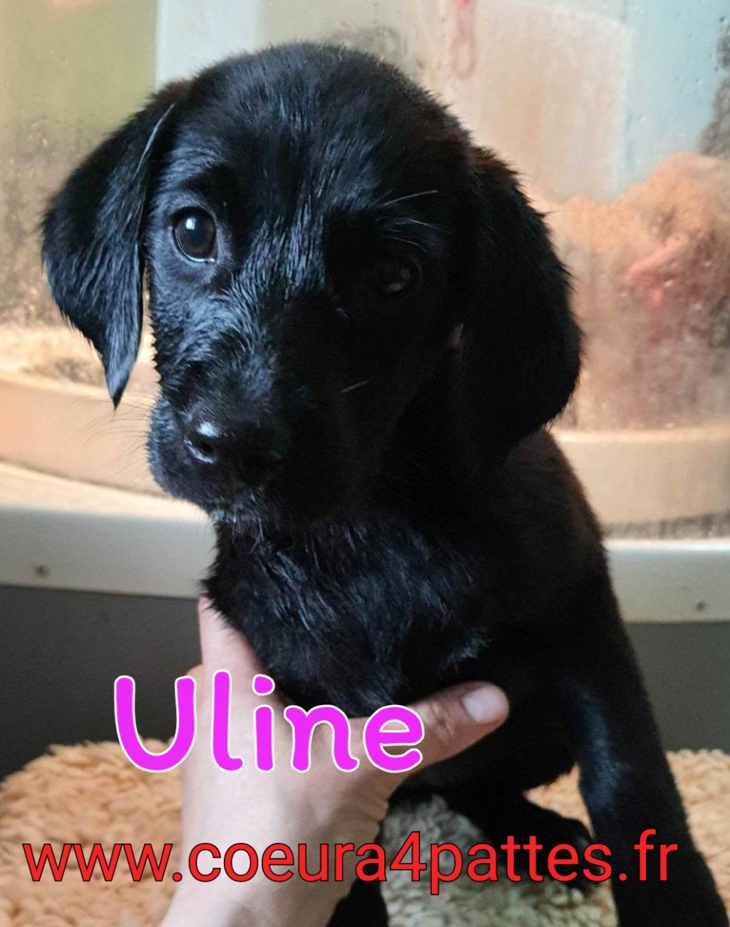 Uline - chiot femelle  - croisée griffon  2023-024
