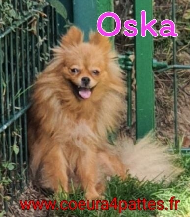 Oska - femelle  - spitz  Fb_im226