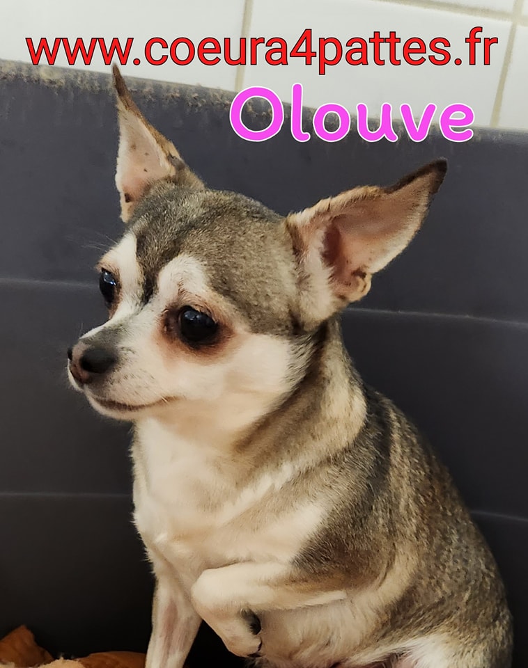 Oloove  - femelle  - chihuahua  Fb_im233