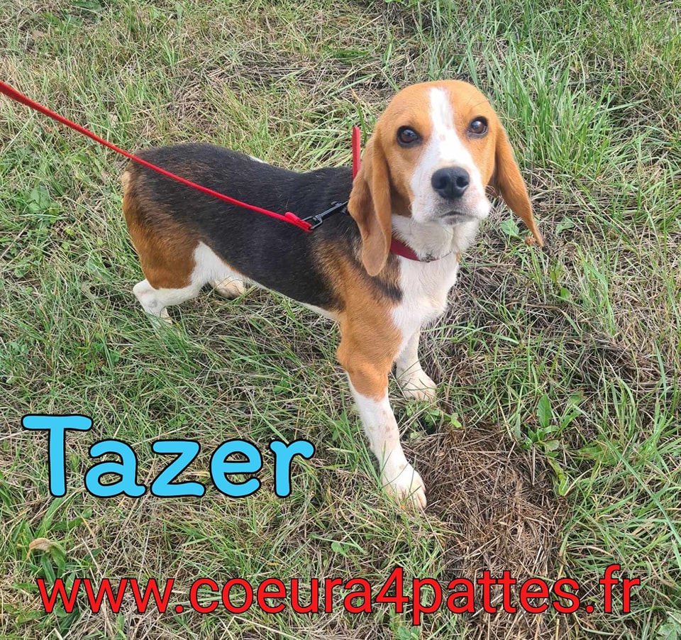 Tazer - mâle  - Beagle  Fb_im239