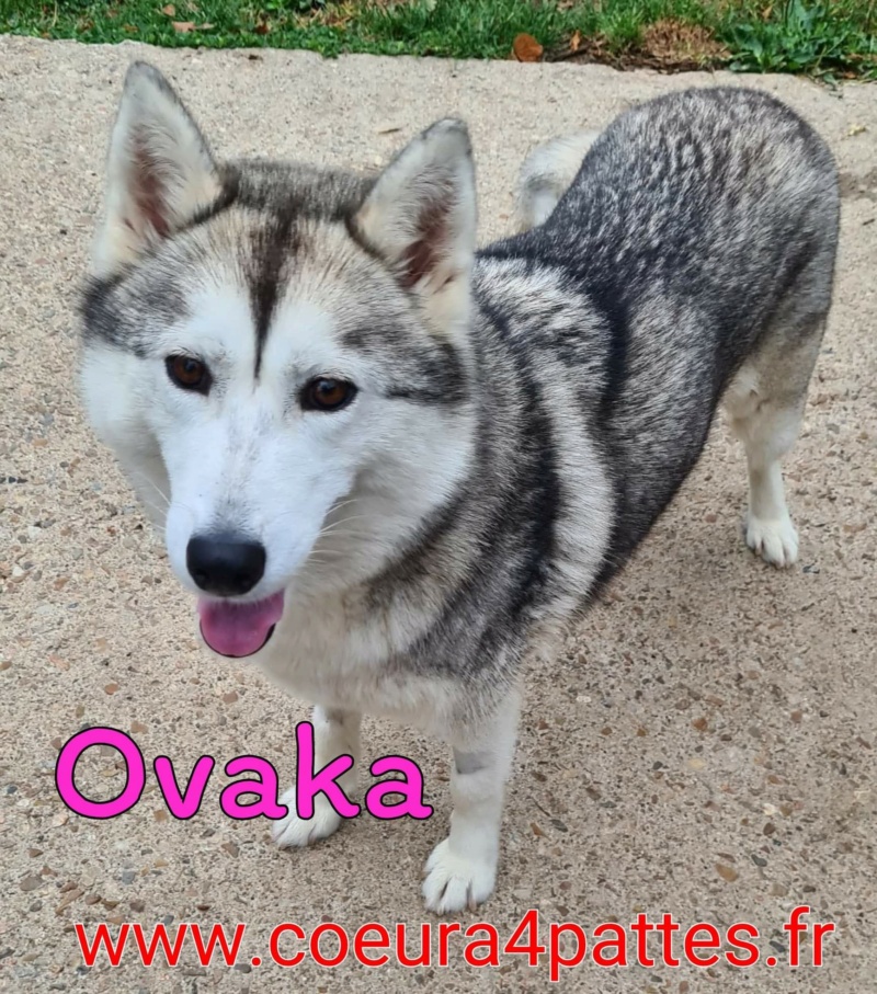 Ovaka - femelle  - husky  Recei542