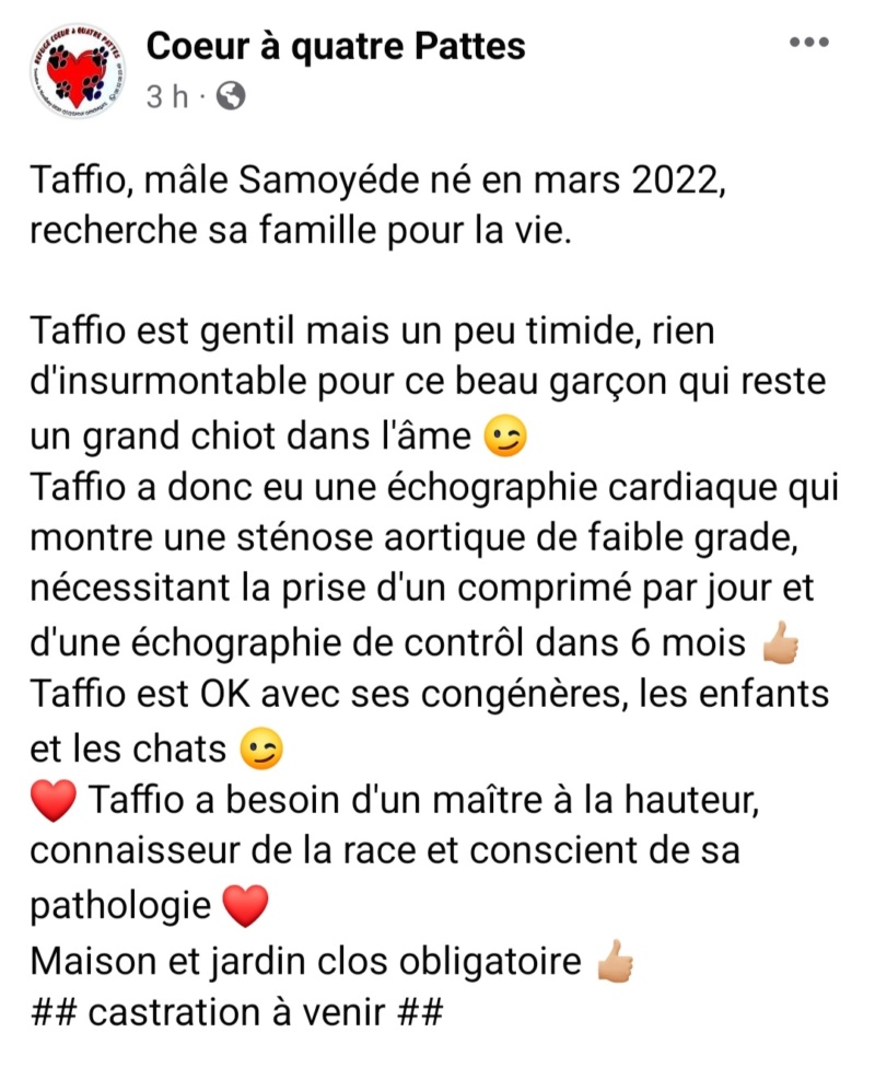 Taffio  - mâle  - Samoyéde  Screen74