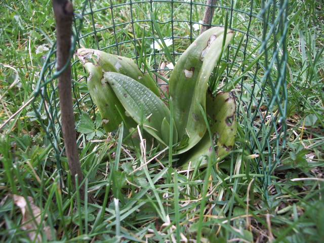 Rosette dans mon jardin [Orchis bouc] Imgp1711