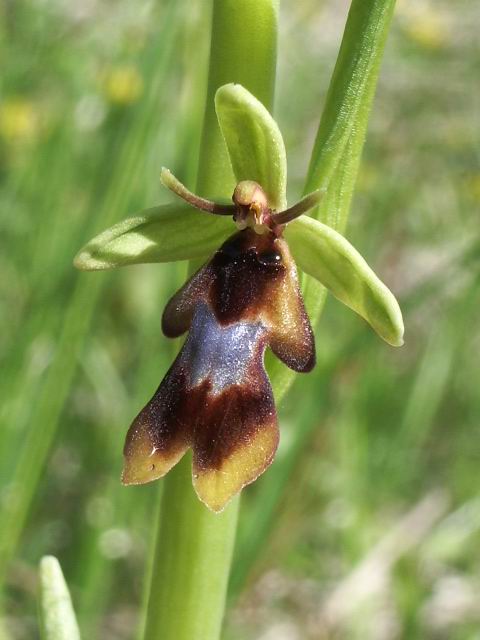 Ophrys insectifera subsp insectifera ( Ophrys mouche ) Imgp1814