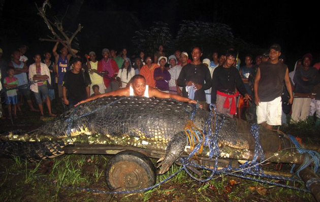 Philippines : un crocodile géant capturé C4986e10